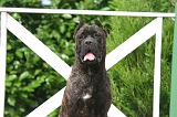 CANE CORSO 1453